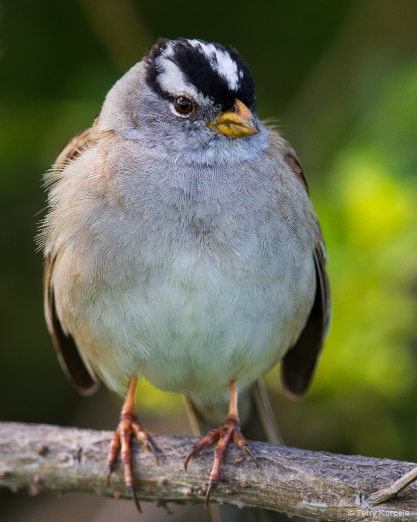 White-crowned Sparrow  (male) - ID: 15708057 © Terry Korpela