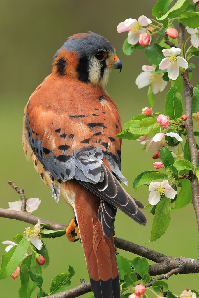 American Kestrel