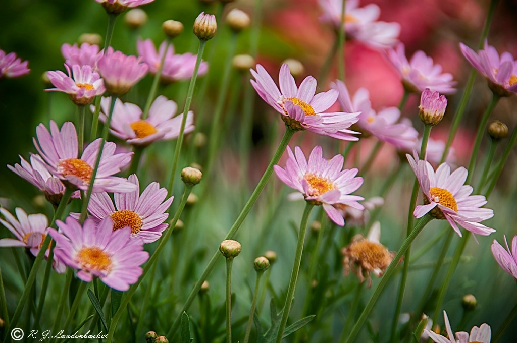 Pretty in Pink