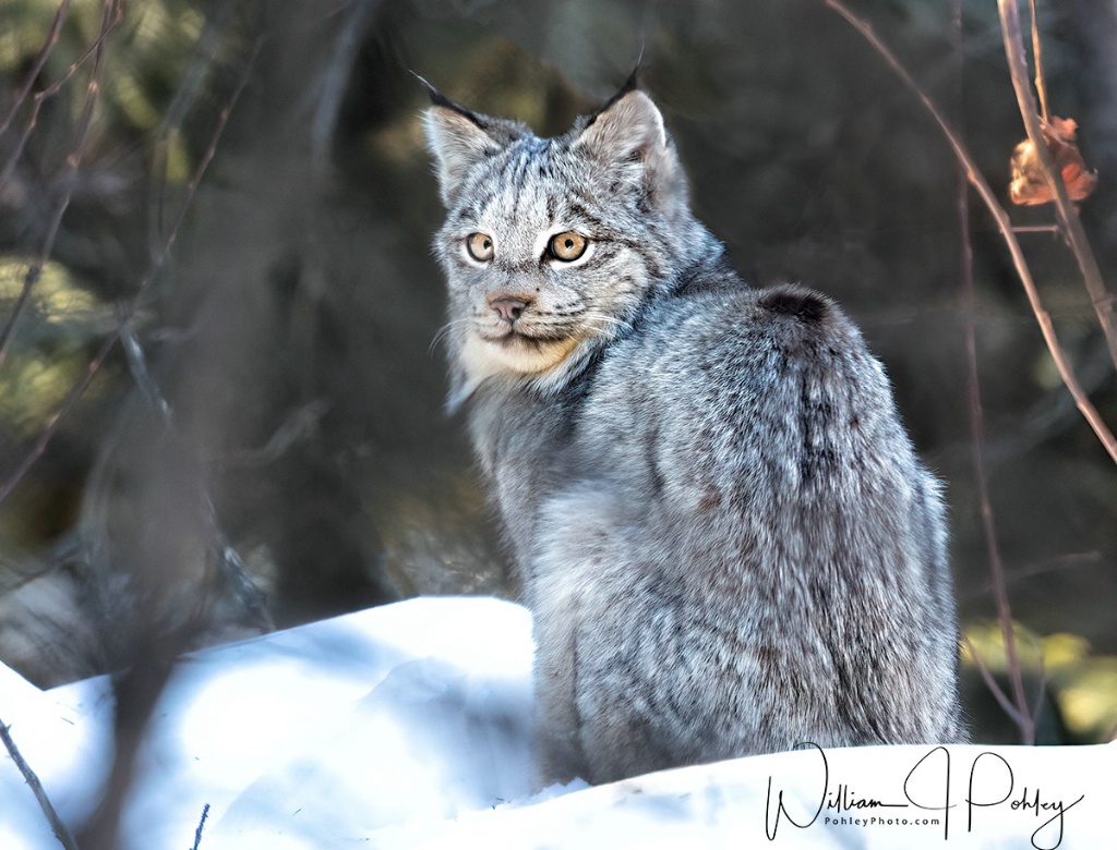 Canadian Lynx 01I1455 - ID: 15708152 © William J. Pohley