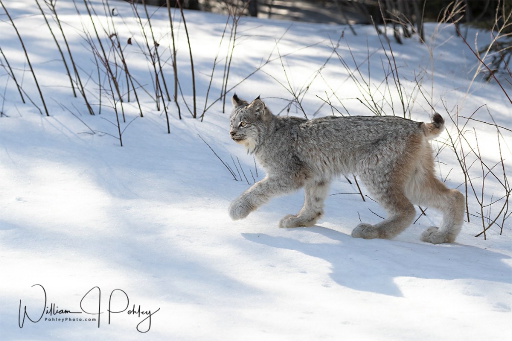 Canadian Lynx 01I2067 - ID: 15708153 © William J. Pohley