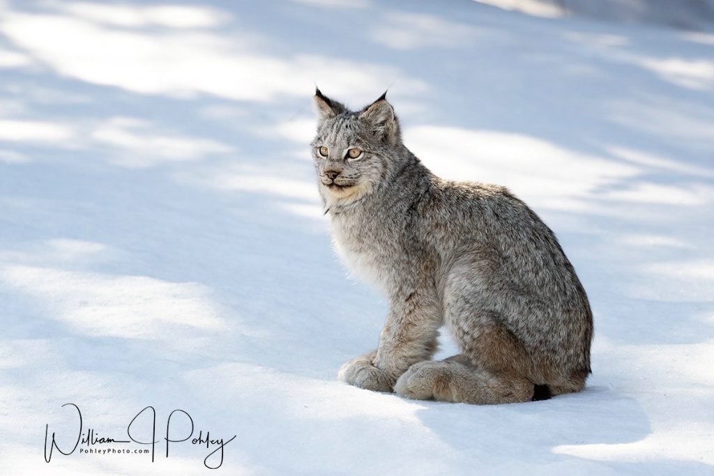 Canadian Lynx 01I2109 - ID: 15708154 © William J. Pohley