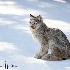 © William J. Pohley PhotoID # 15708154: Canadian Lynx 01I2109