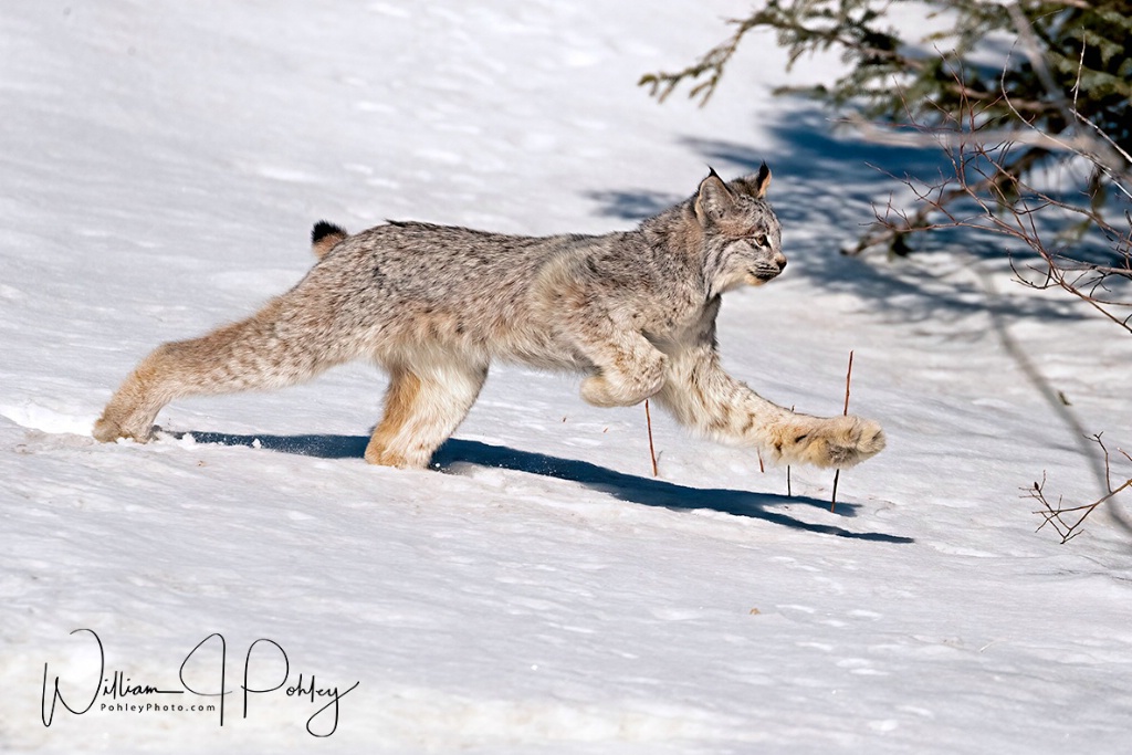 Canadian Lynx 01I2124 - ID: 15708155 © William J. Pohley