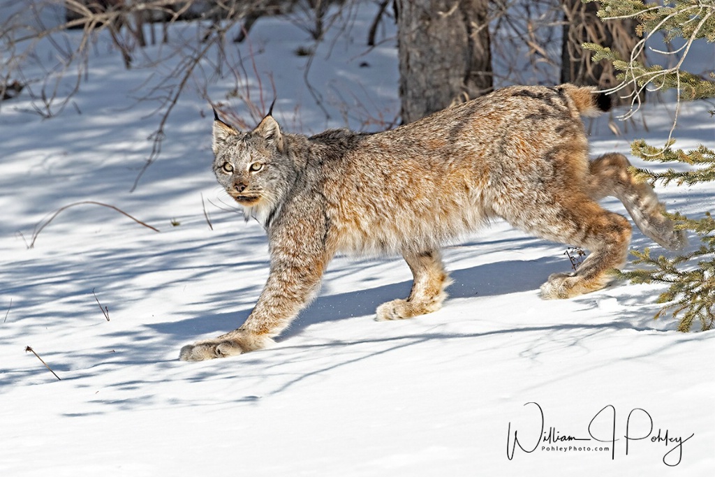 Canadian Lynx 01I2290 - ID: 15708156 © William J. Pohley