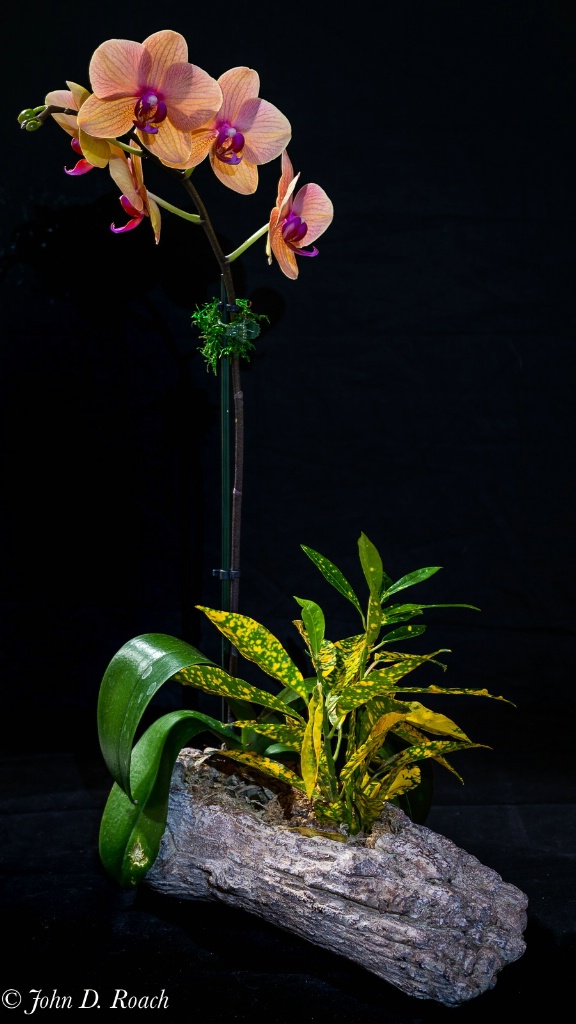 Joanns Orchid-4 - ID: 15708161 © John D. Roach