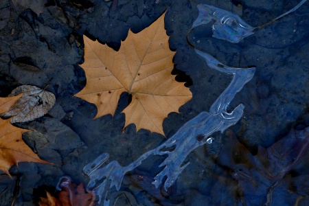 Sycamore on Ice