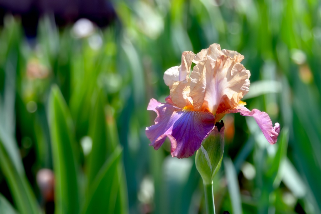 Iris Flower