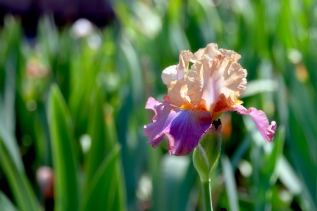 Iris Flower