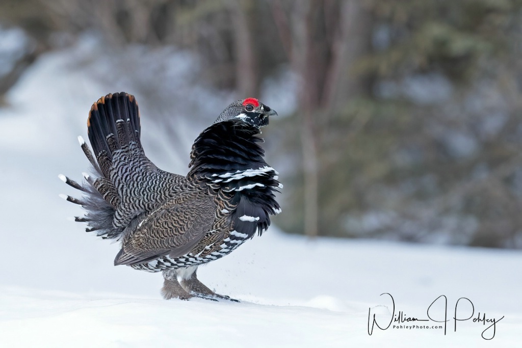 Sprouse Grouse 01I2421 - ID: 15708405 © William J. Pohley