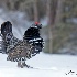 © William J. Pohley PhotoID # 15708405: Sprouse Grouse 01I2421