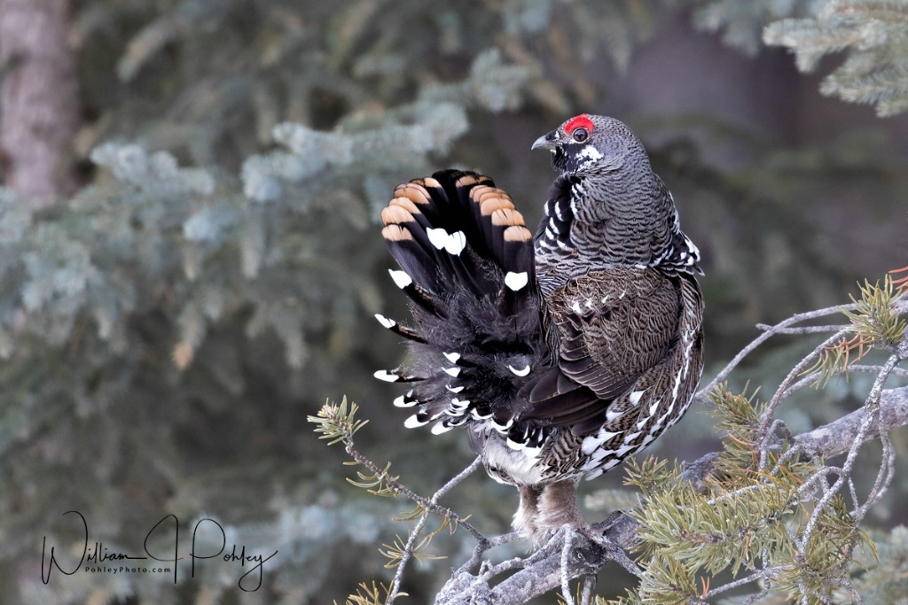 Spruce Grouse 01I2476 - ID: 15708406 © William J. Pohley
