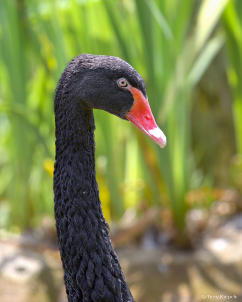Black Swan - ID: 15708419 © Terry Korpela