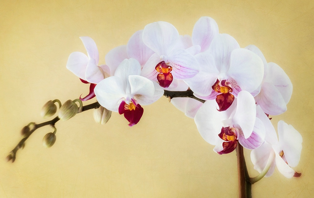 Stephanie's Orchid