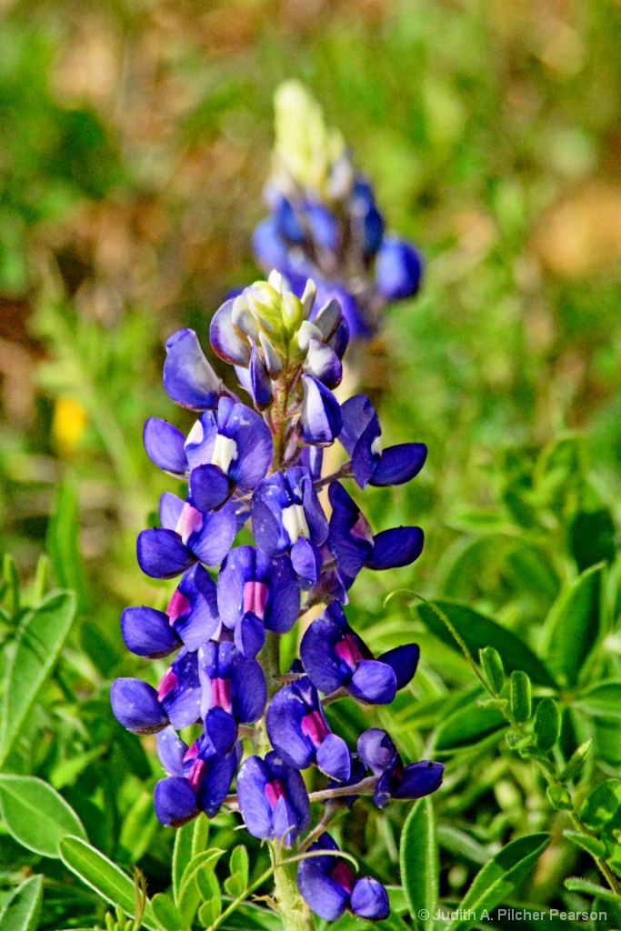 the whimsical bluebonnets.....