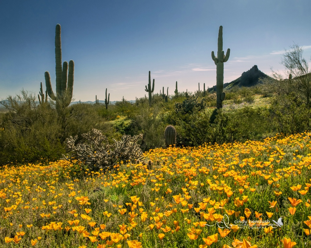 Picacho Peak 3