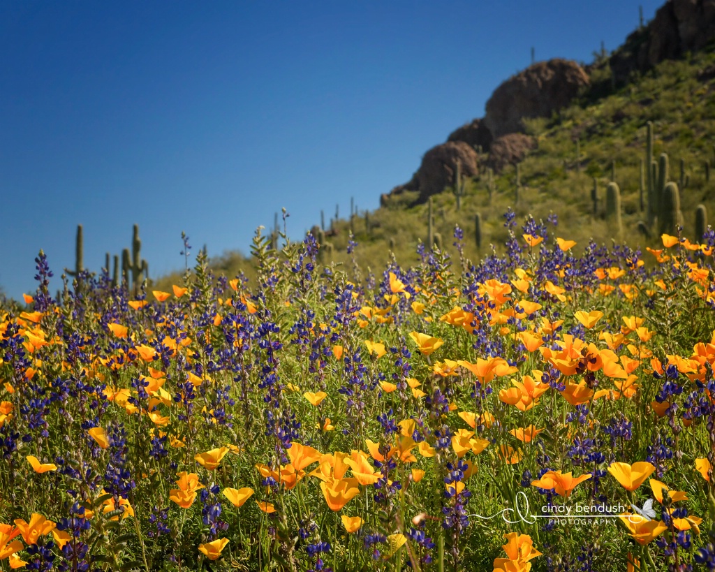 Picacho Peak 2