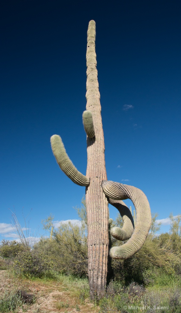 Saguaro Sentinel - ID: 15708566 © Michael K. Salemi