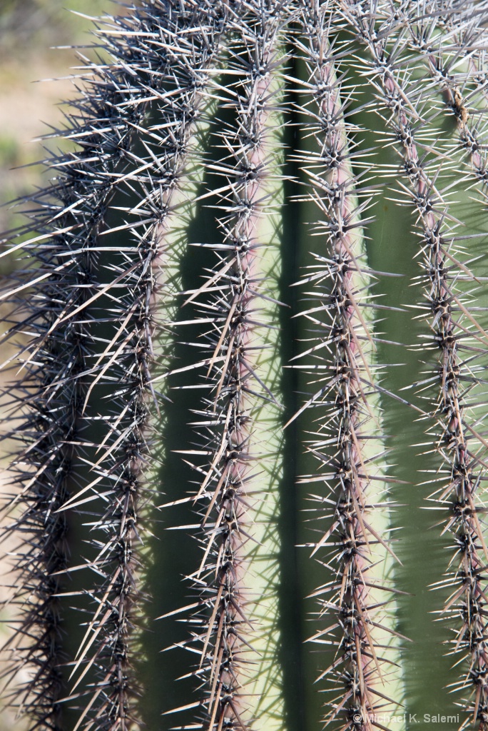 Saguaro Cactus - ID: 15708567 © Michael K. Salemi