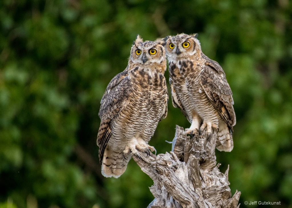 Owl Siblings