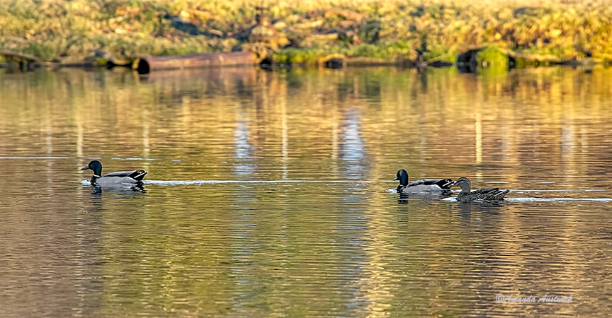 Evening Swim