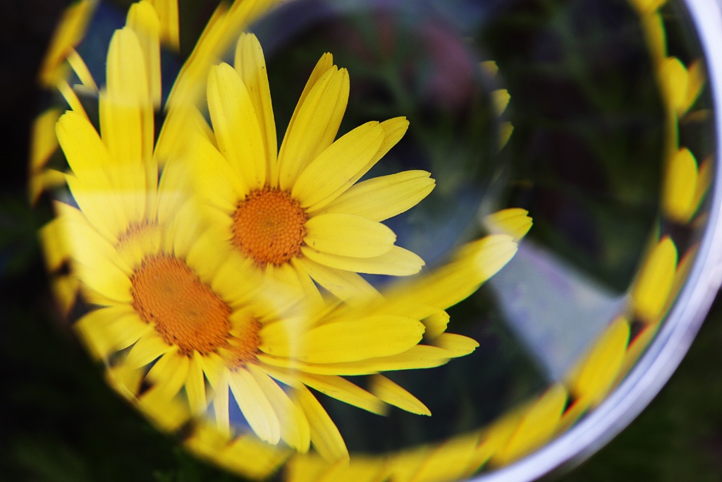 Fractal Flowers