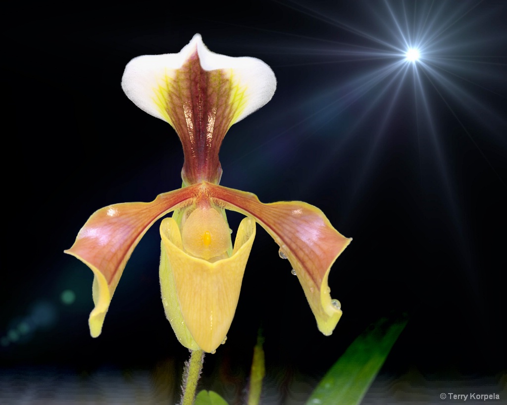 Berkeley Botanical Garden Orchid  - ID: 15708707 © Terry Korpela