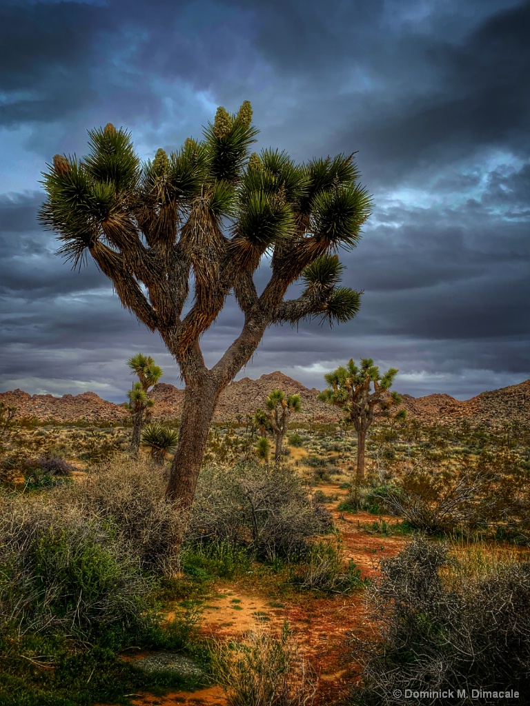 ~ ~ JOSHUA TREE NATIONAL PARK  ~ ~ 