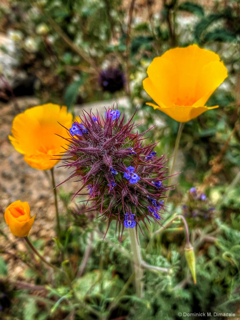 ~ ~ CLOVER AND POPPY ~ ~