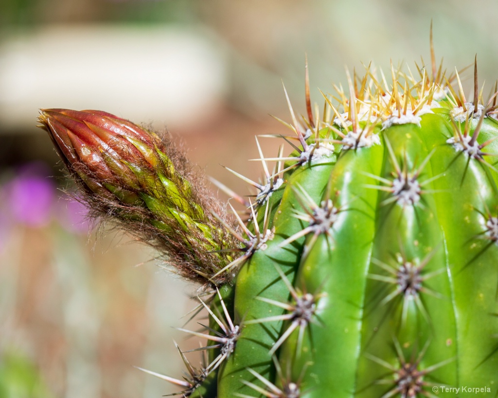 Berkeley Botanical Garden Cactus - ID: 15708747 © Terry Korpela