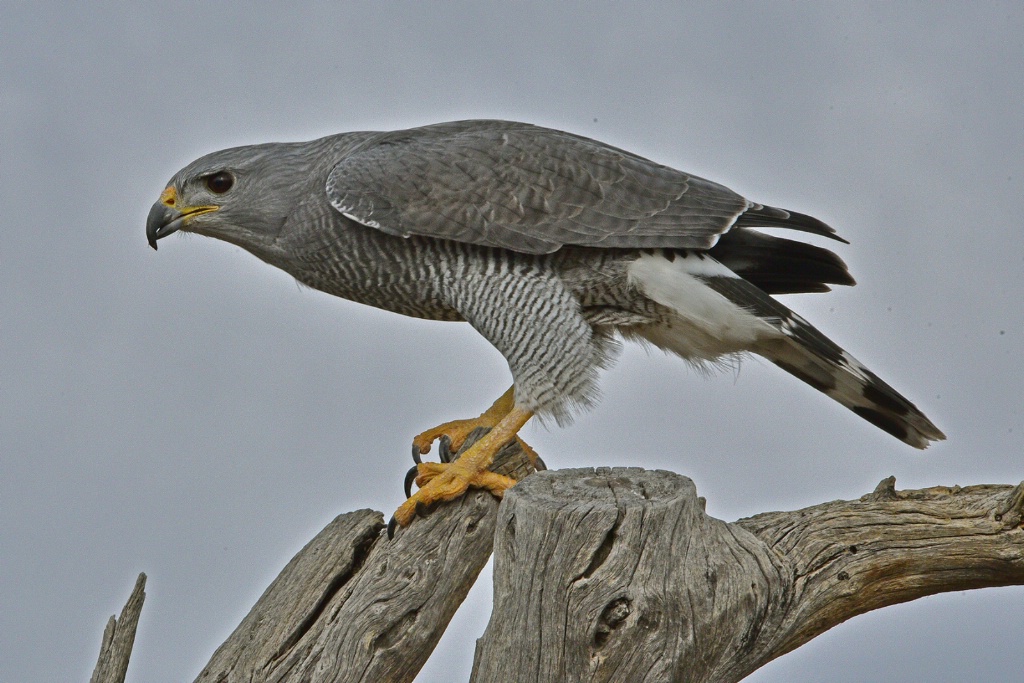 Grey Hawk - ID: 15708750 © William S. Briggs