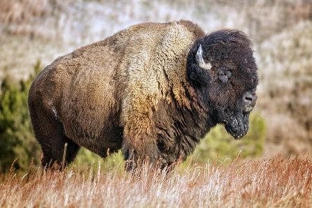 Bison - Custer State Park, SD