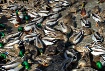 Duck Frenzy