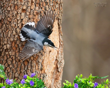 Wing Span