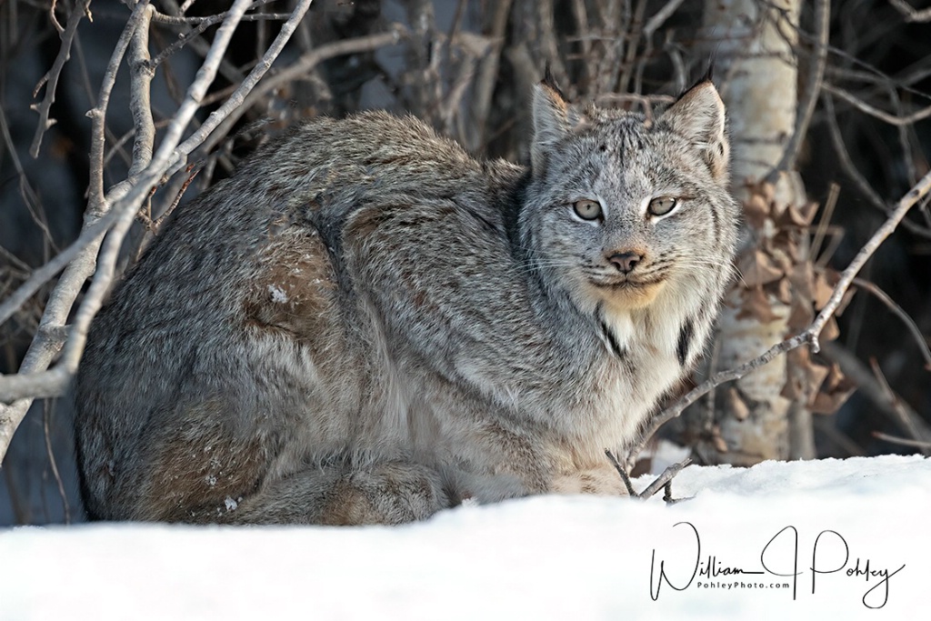 Canadian Lynx 01I2502 - ID: 15708923 © William J. Pohley