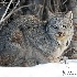 © William J. Pohley PhotoID # 15708923: Canadian Lynx 01I2502