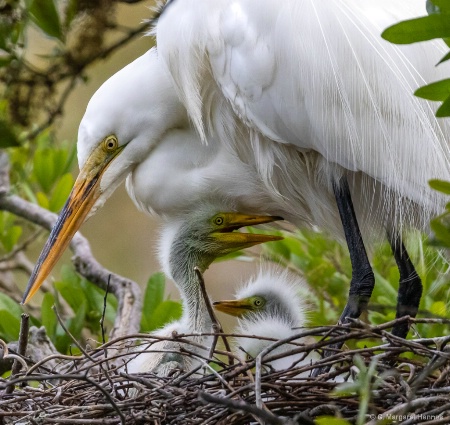 Great Egret and Chicks