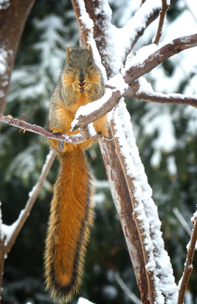 The Long Tail of a Squirrel