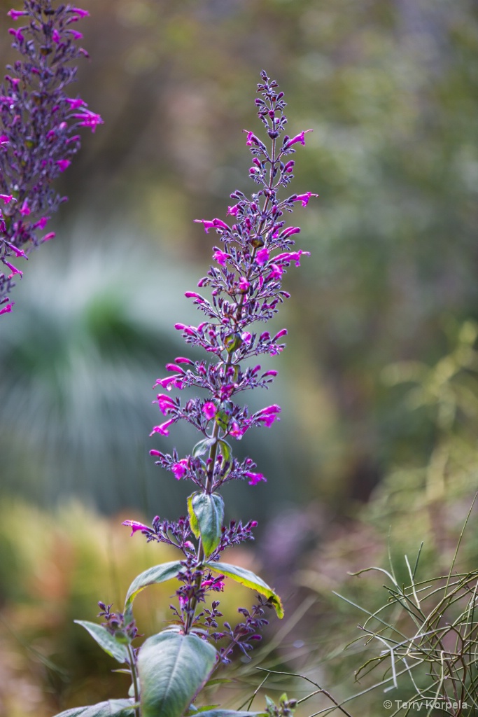 Berkeley Botanical Garden - ID: 15708961 © Terry Korpela
