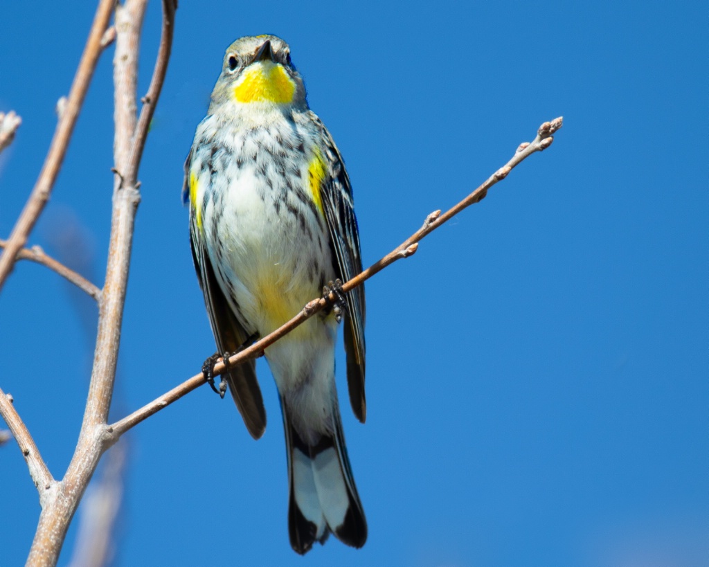 Yellow-rumped Warbler - ID: 15708968 © Terry Korpela