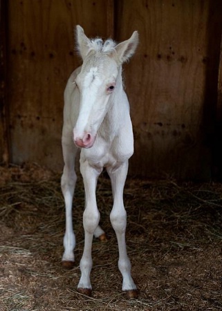 The Cremello Colt