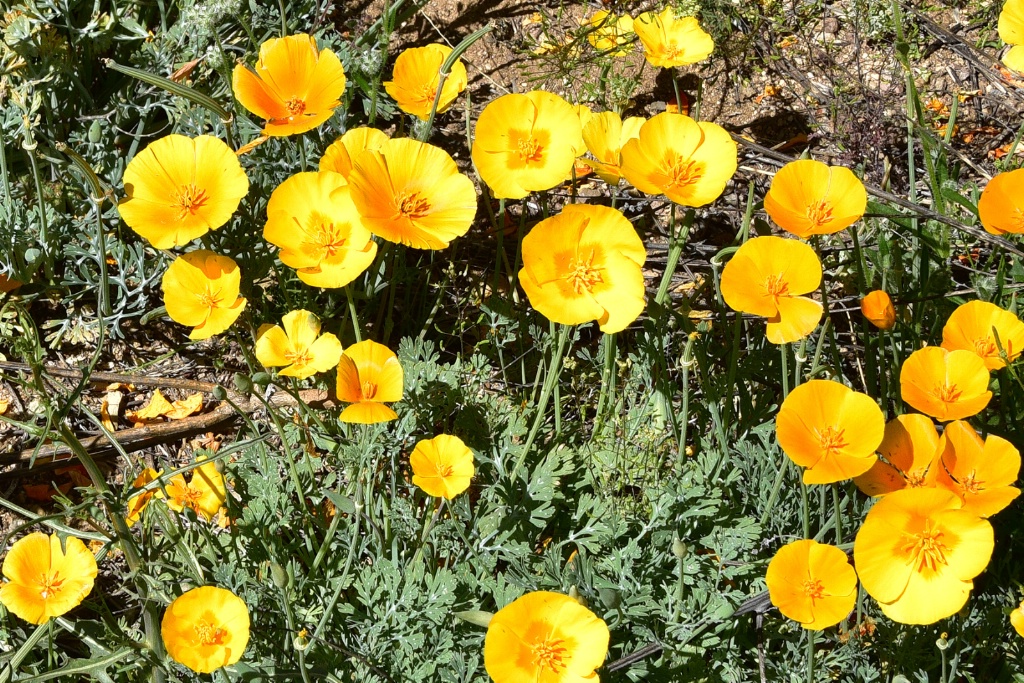 Mexican Gold Poppies Cover the Desert - ID: 15709026 © William S. Briggs