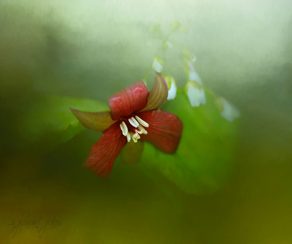 Red Trillium