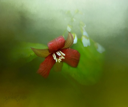 Red Trillium