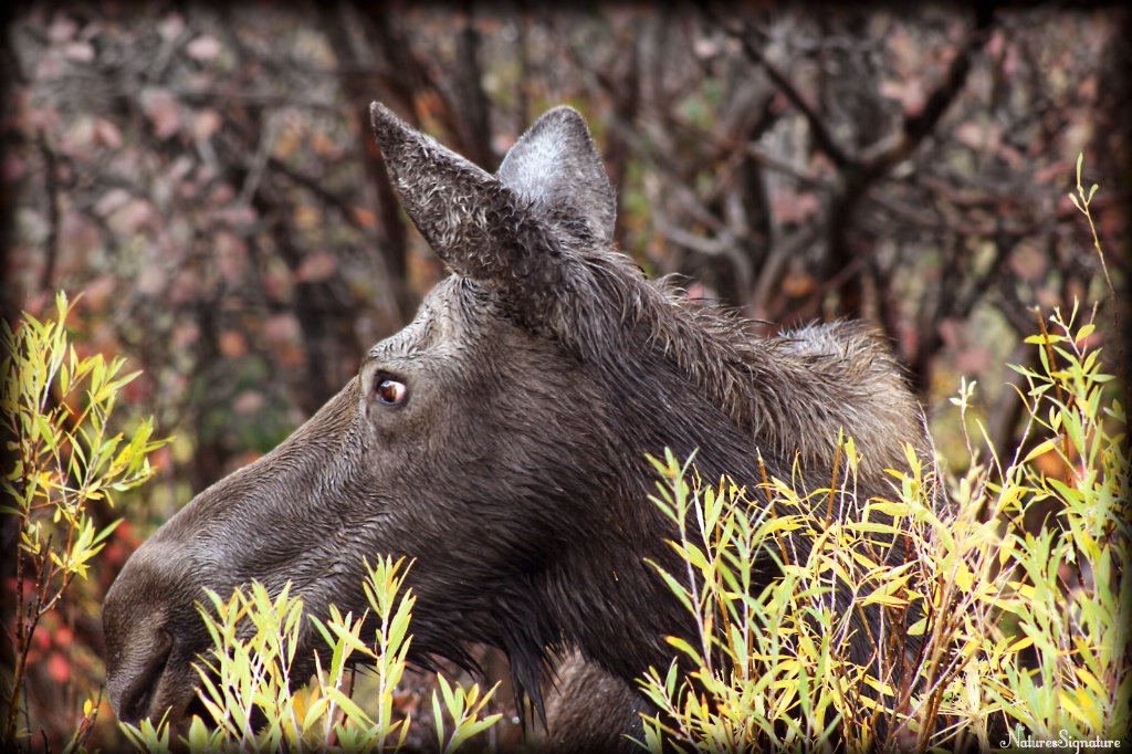 ~ Wet Moose ~ - ID: 15709042 © Trudy L. Smuin