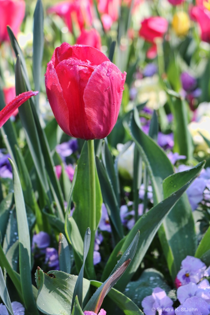 Pink Tulip - ID: 15709055 © Sandra K. StJohn