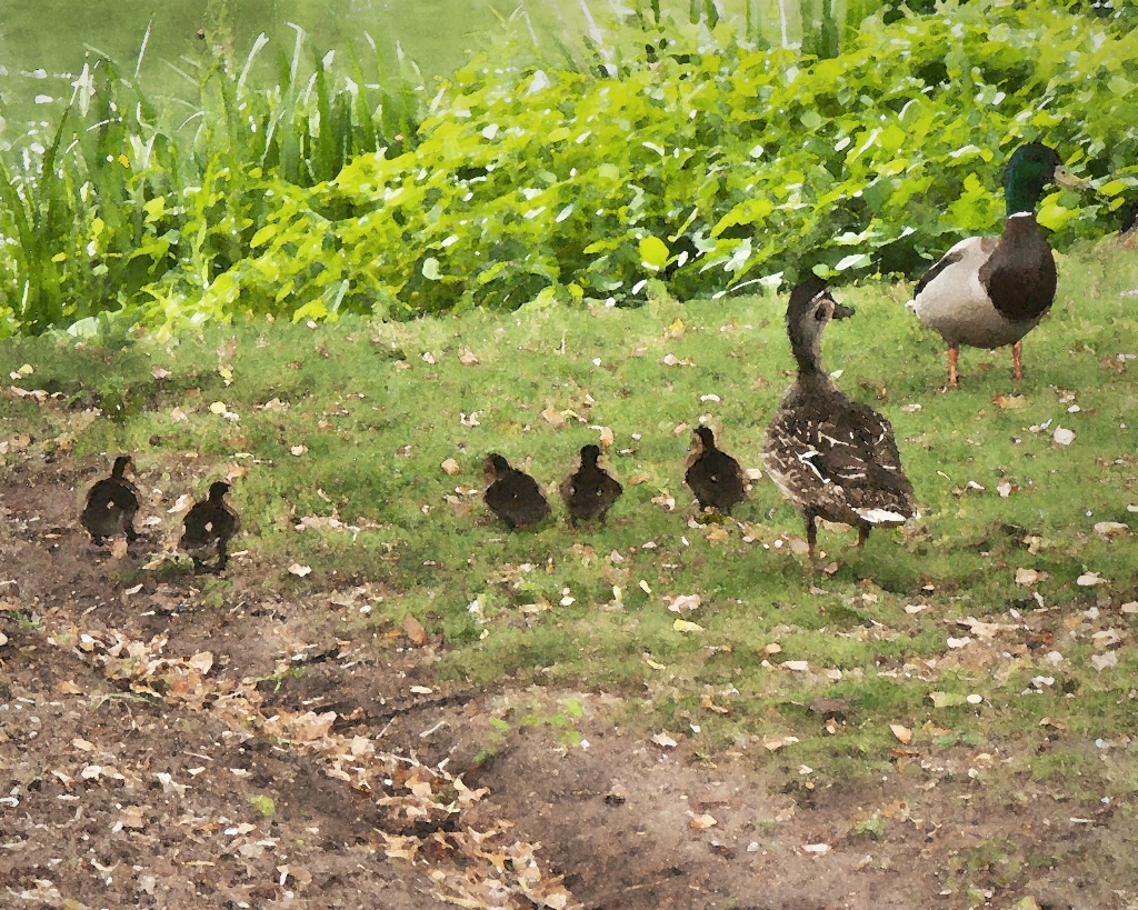 Mallard Family