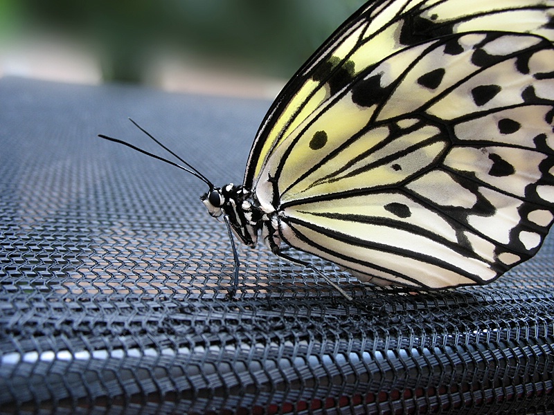 Beautiful Butterfly