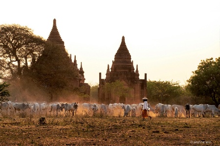 myanmar cowboy