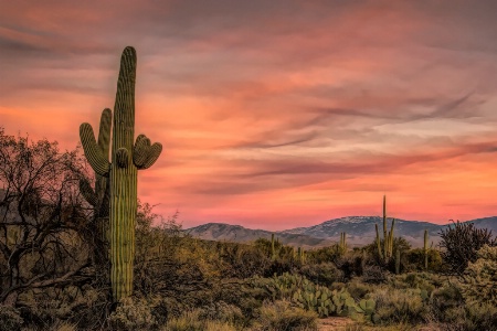 Sunset Sabino Desert